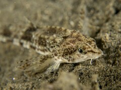 Pygmy Poacher photo 4