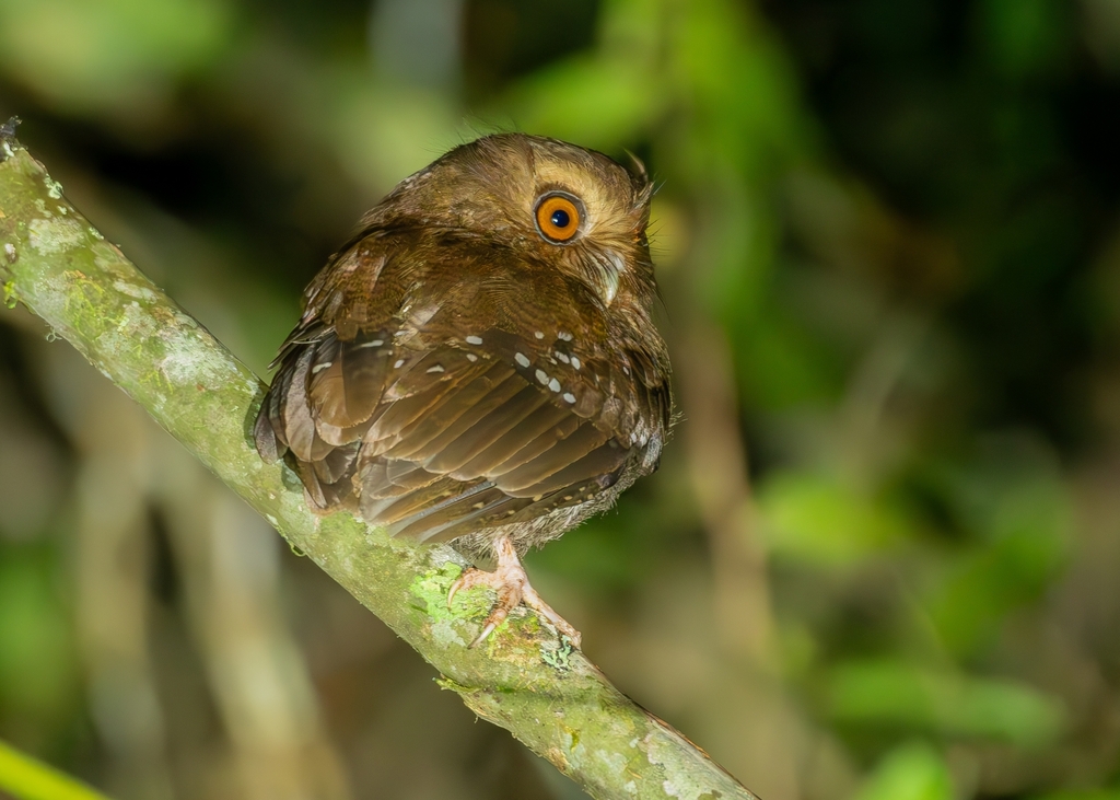 Long-whiskered Owlet photo