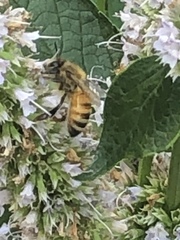 Apis mellifera