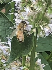 Apis mellifera