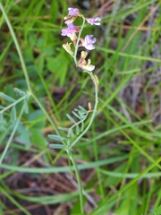 Vicia ludoviciana