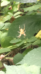 Araneus diadematus
