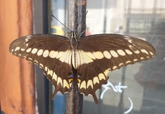 Papilio ornythion ornythion