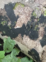 Biscogniauxia nummularia