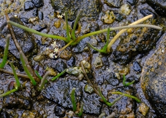 Lilaeopsis occidentalis