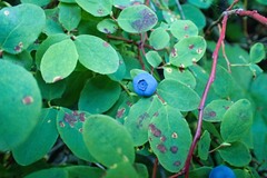 Vaccinium alaskaense