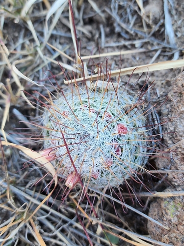 Foto de Mammillaria bocasana é conhecida popularmente como "Cacto-pulga"