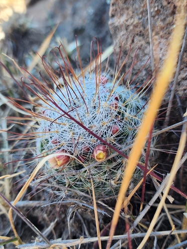Foto de Mammillaria bocasana é conhecida popularmente como "Cacto-pulga"