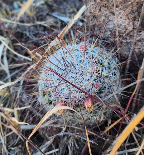 Foto de Mammillaria bocasana é conhecida popularmente como "Cacto-pulga"