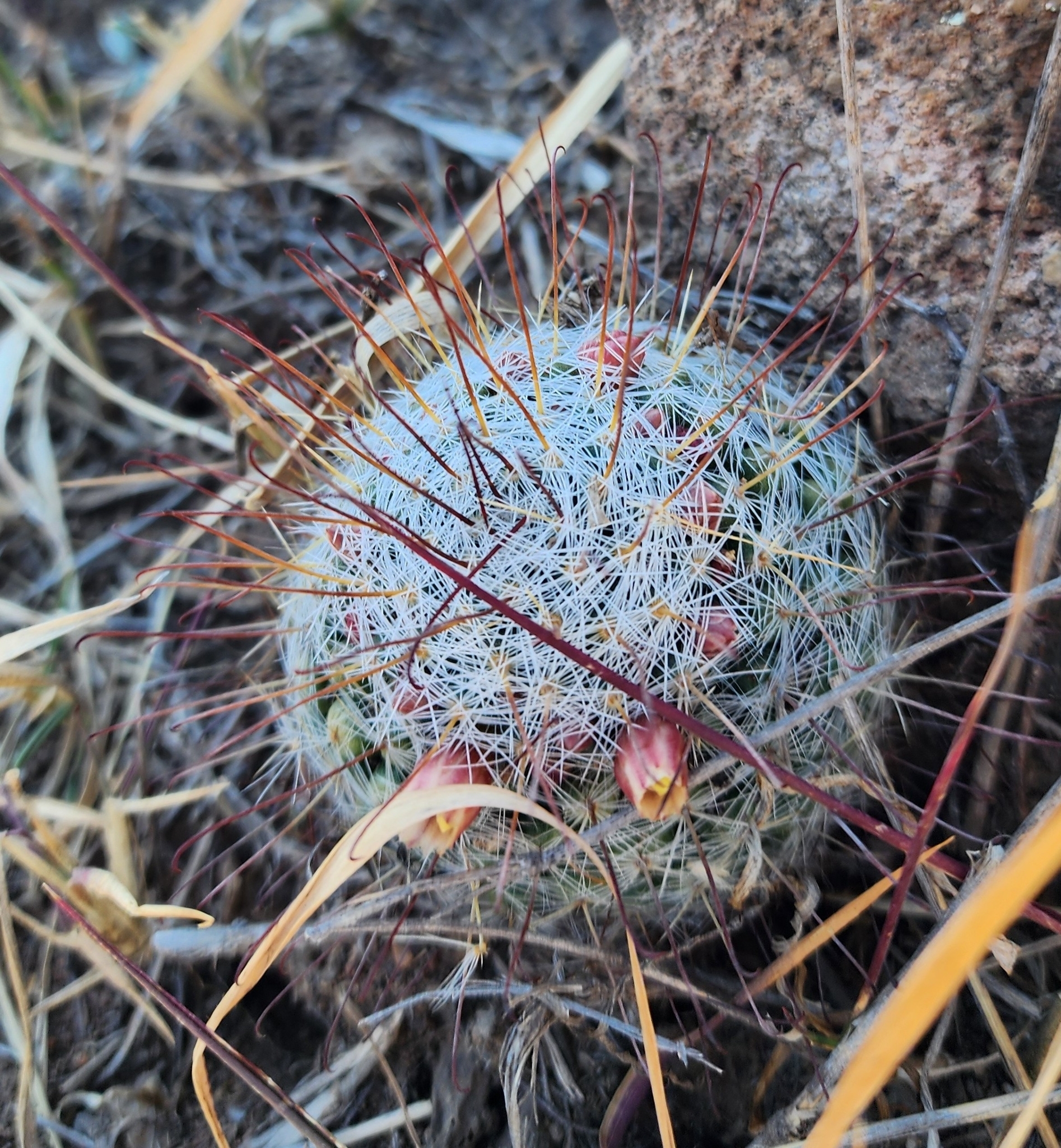 Imagem de Mammillaria bocasana é conhecida popularmente como "Cacto-pulga"