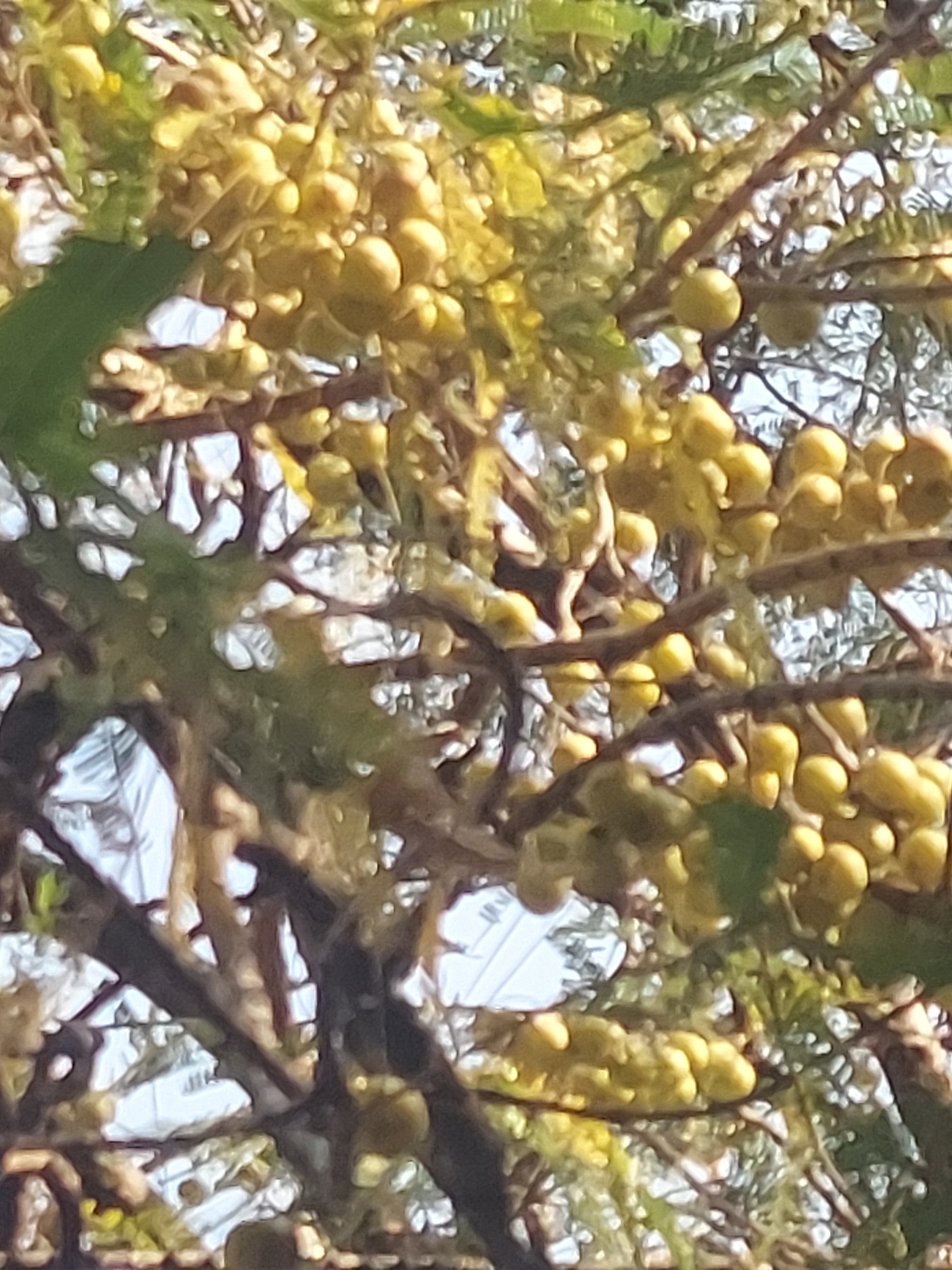 Imagem de Amla