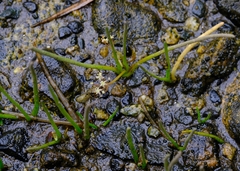 Lilaeopsis occidentalis