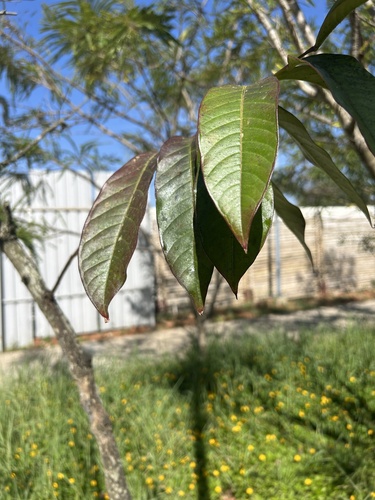 Foto de Resedá-flor-da-rainha