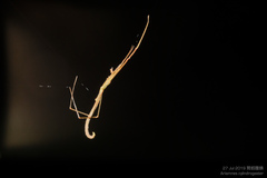 Ariamnes cylindrogaster