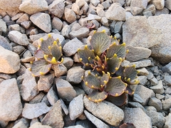 Lobelia roughii