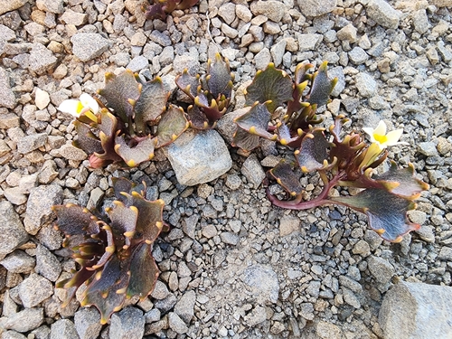 Lobelia roughii, photograph 2