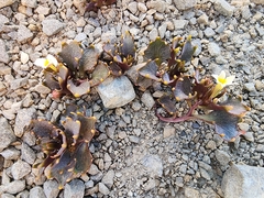 Lobelia roughii, photograph (c) nicnation, some rights reserved (CC BY)