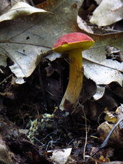 Boletus fraternus