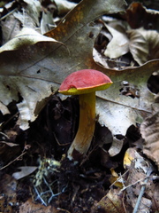 Boletus fraternus