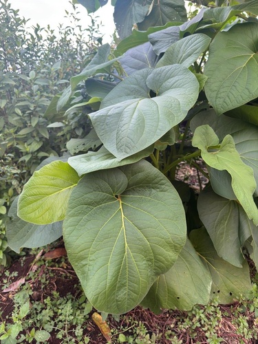 Foto de Amazônia