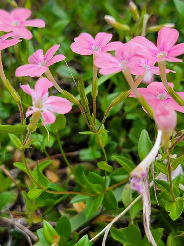 Image of Phlox adsurgens by (c) Colin J Pryor, some rights reserved (CC BY)