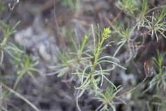 Stevia salicifolia