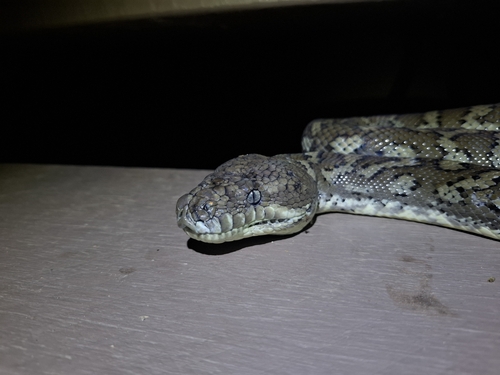 Coastal Carpet Python sighting