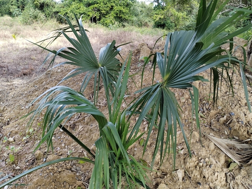 Foto de Palmeira-mexicana