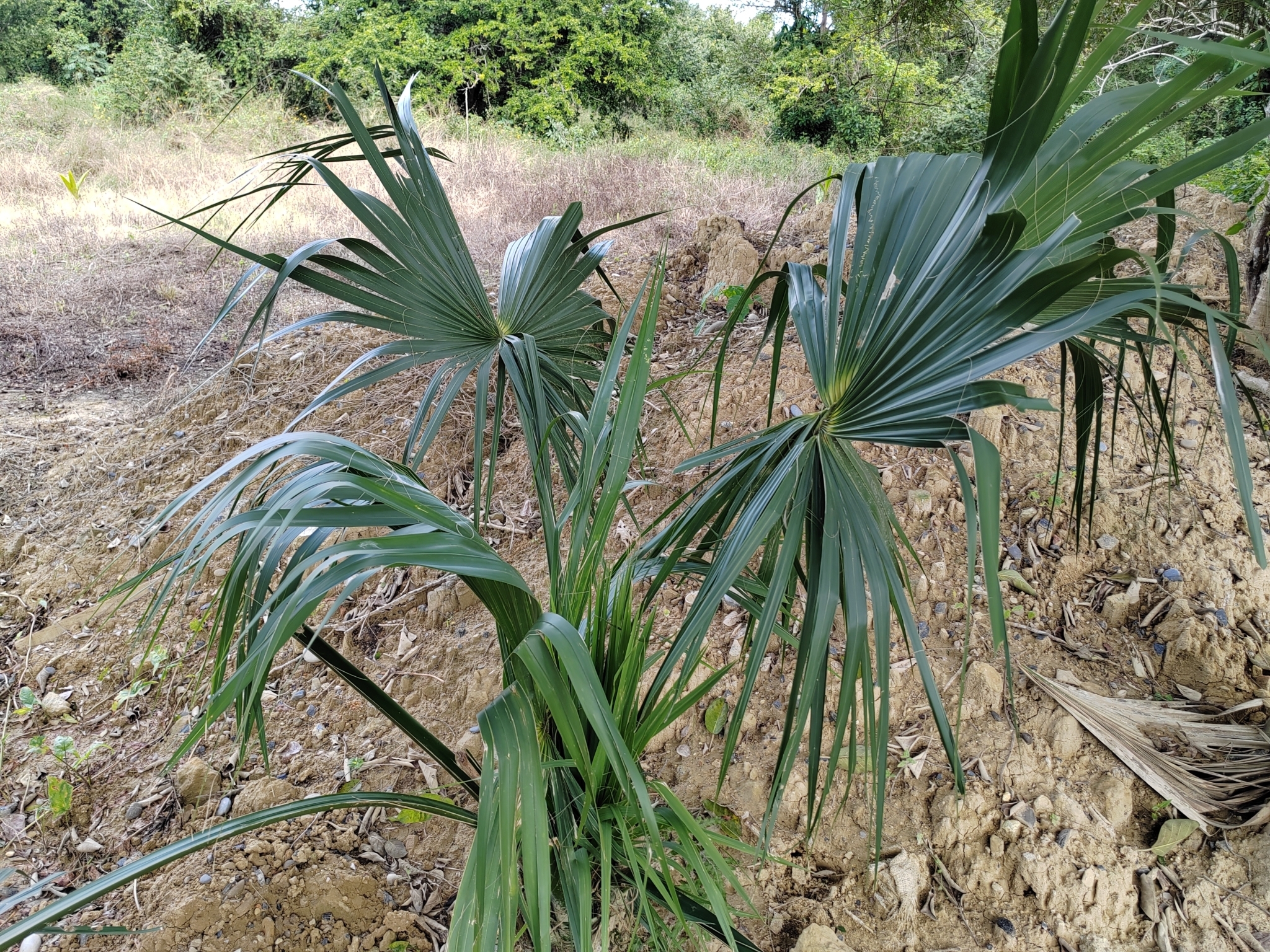 Imagem de Palmeira-mexicana