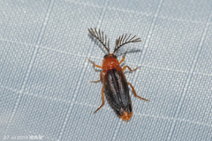 Ototretinae