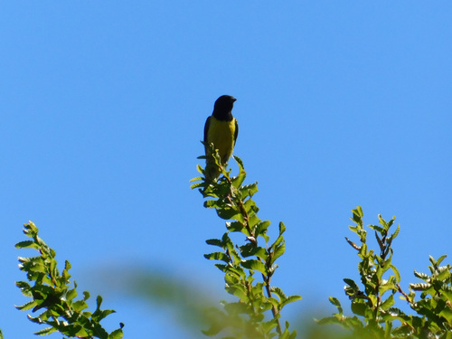 Yellow-rumped Siskin (Spinus uropygialis), photo 4