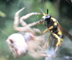 Euodynerus curictensis