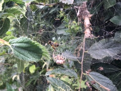 Euodynerus curictensis