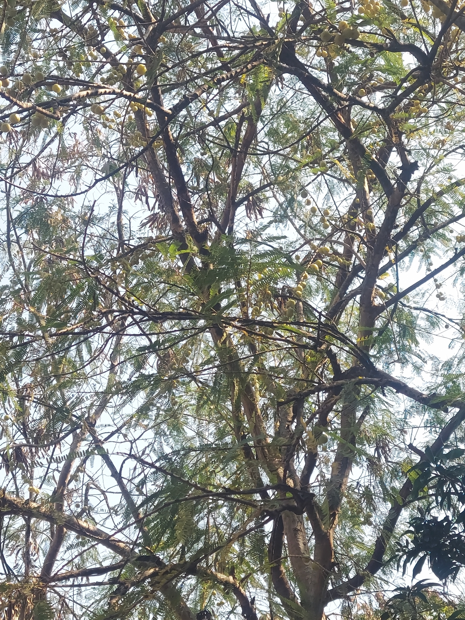 Imagem de Amla