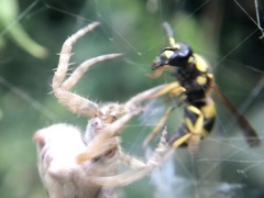 Euodynerus curictensis