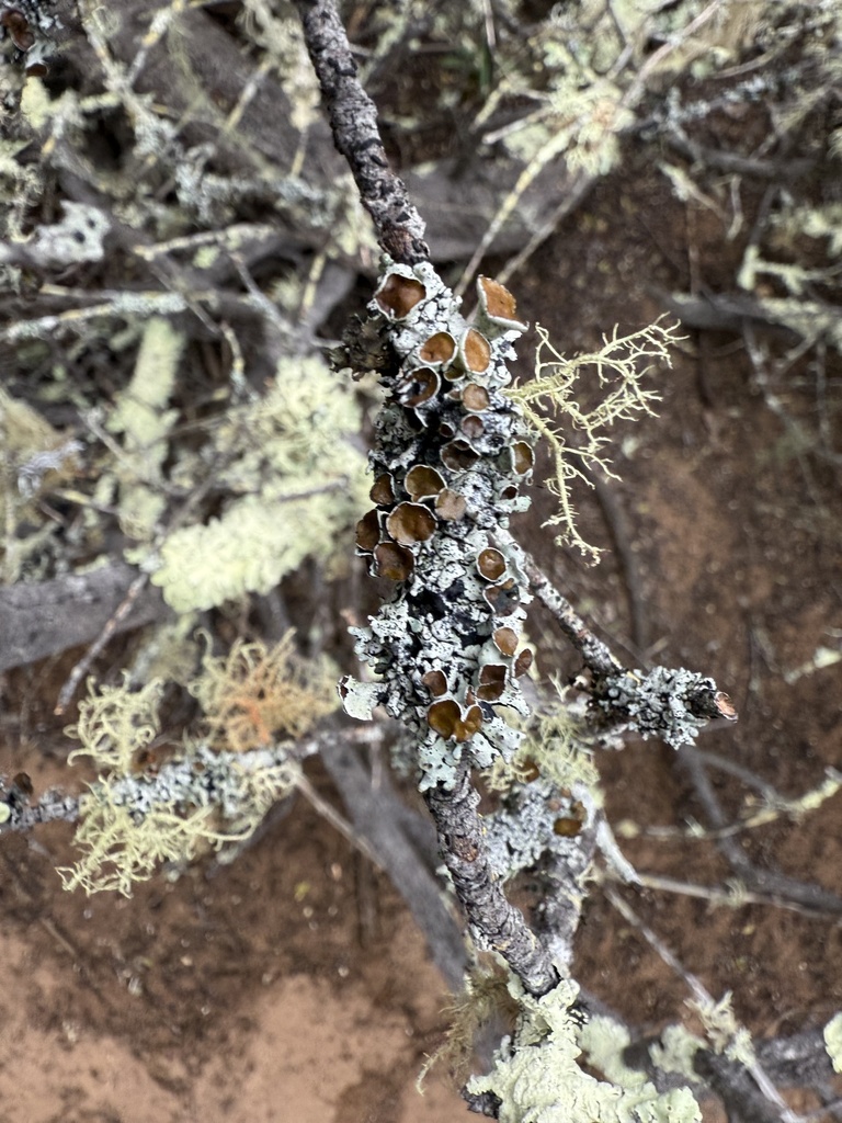 Hypogymnia minilobata