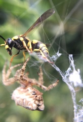 Euodynerus curictensis