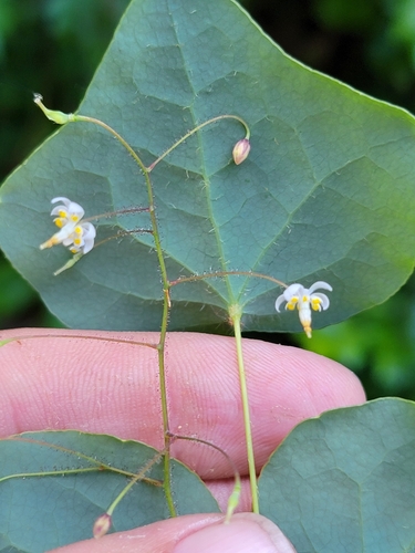 Image of Vancouveria planipetala by (c) Colin J Pryor, some rights reserved (CC BY)