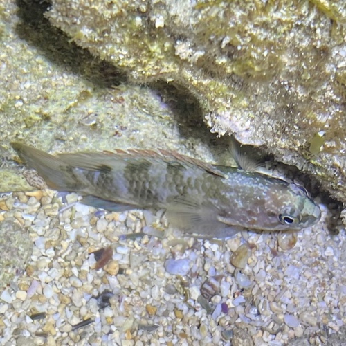 Banded devilfish (Plesiops coeruleolineatus) — Plesiopidae