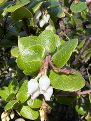 Arctostaphylos nummularia