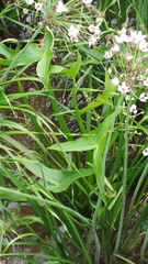 Sagittaria sagittifolia