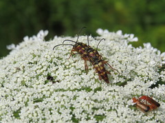 Typocerus velutinus