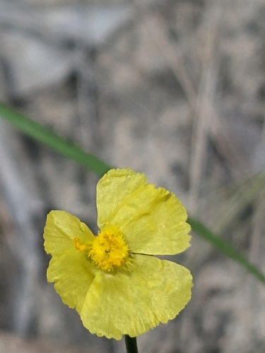 Image of Xyris complanata by no rights reserved