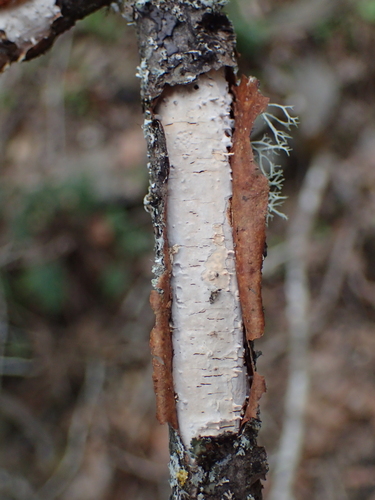 iNaturalist observation photo of Vuilleminia
