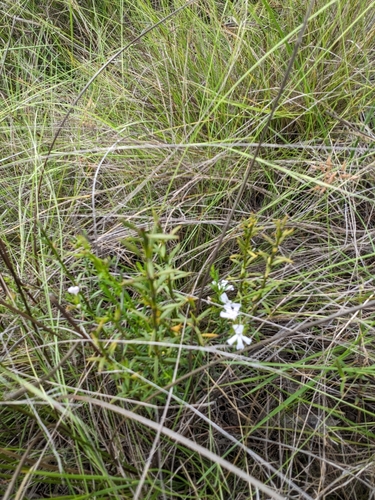Image of Westringia tenuicaulis by no rights reserved