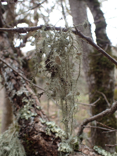iNaturalist observation photo of Arizona Beard Lichen