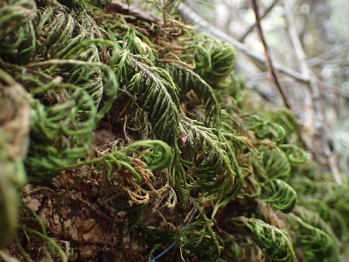 iNaturalist observation photo of dendroalsia moss