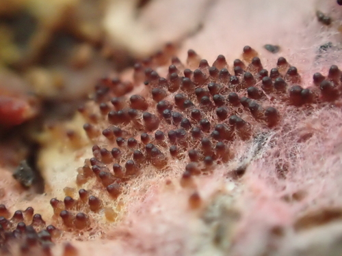 iNaturalist observation photo of pink polypore mould