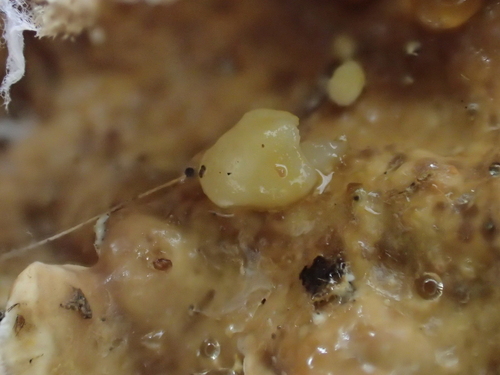 iNaturalist observation photo of Tremella