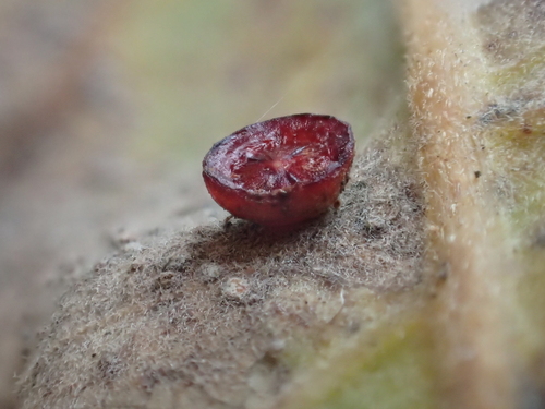 iNaturalist observation photo of Disc Gall Wasp